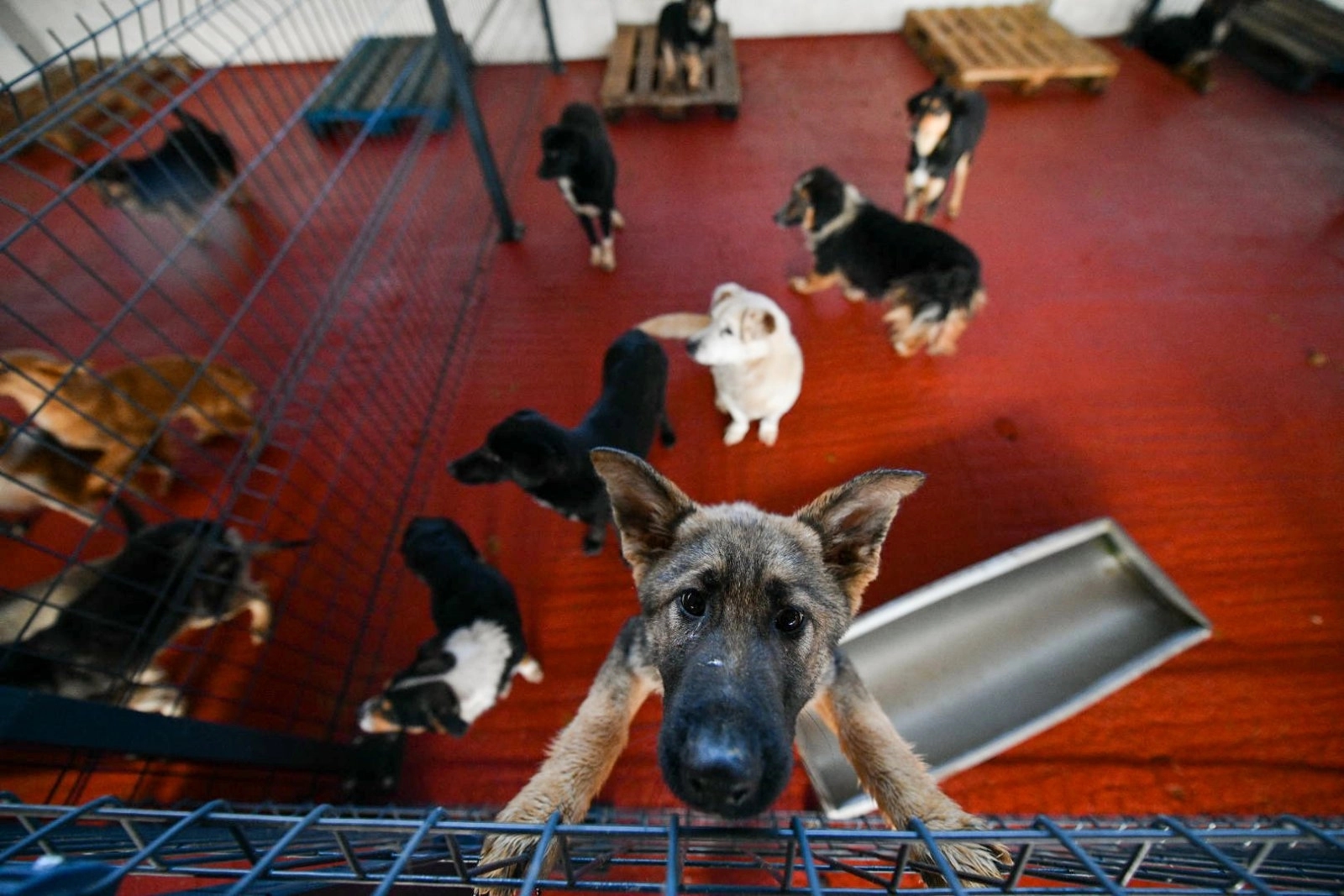 Azil na Manjači dobio sedam novih boksova