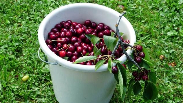 Berba trešanja loša, paprene cijene u trgovinama