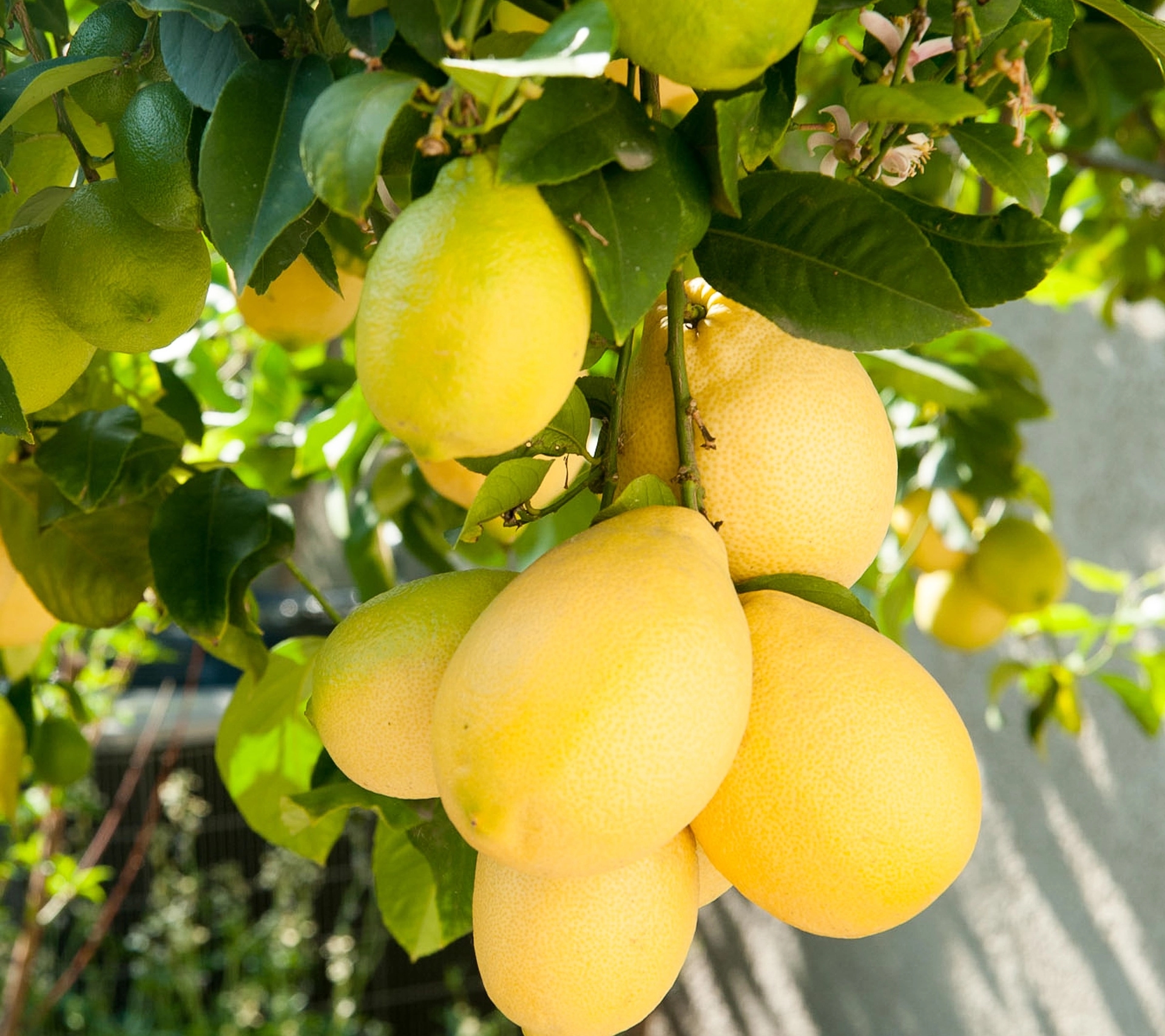 Koje osobe ne bi smjele da konzumiraju limun