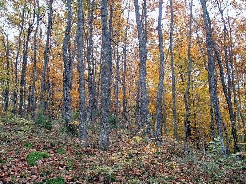 Poginuo prilikom sječe šume