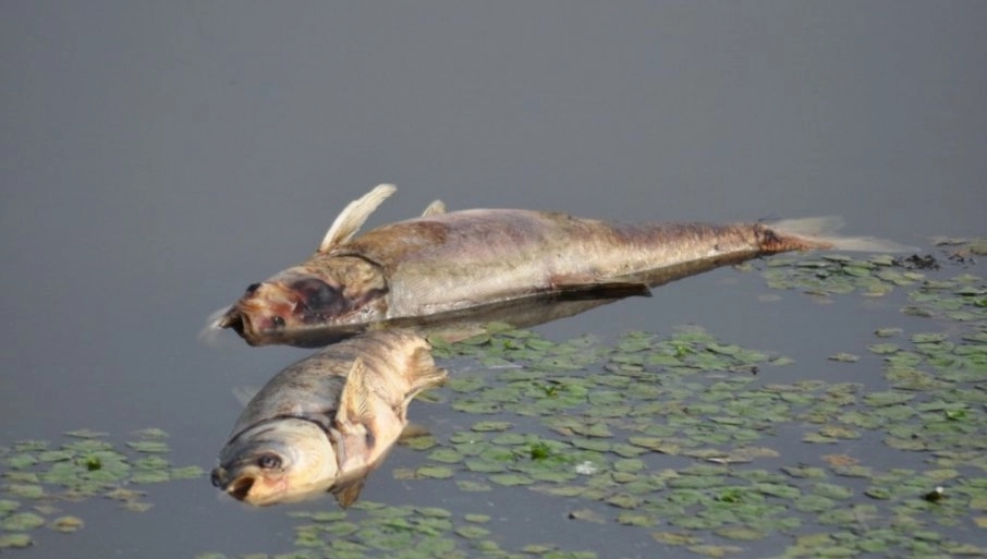 Tomaš: Nakon što inspekcija izađe znaće se šta će biti sa uginulom ribom