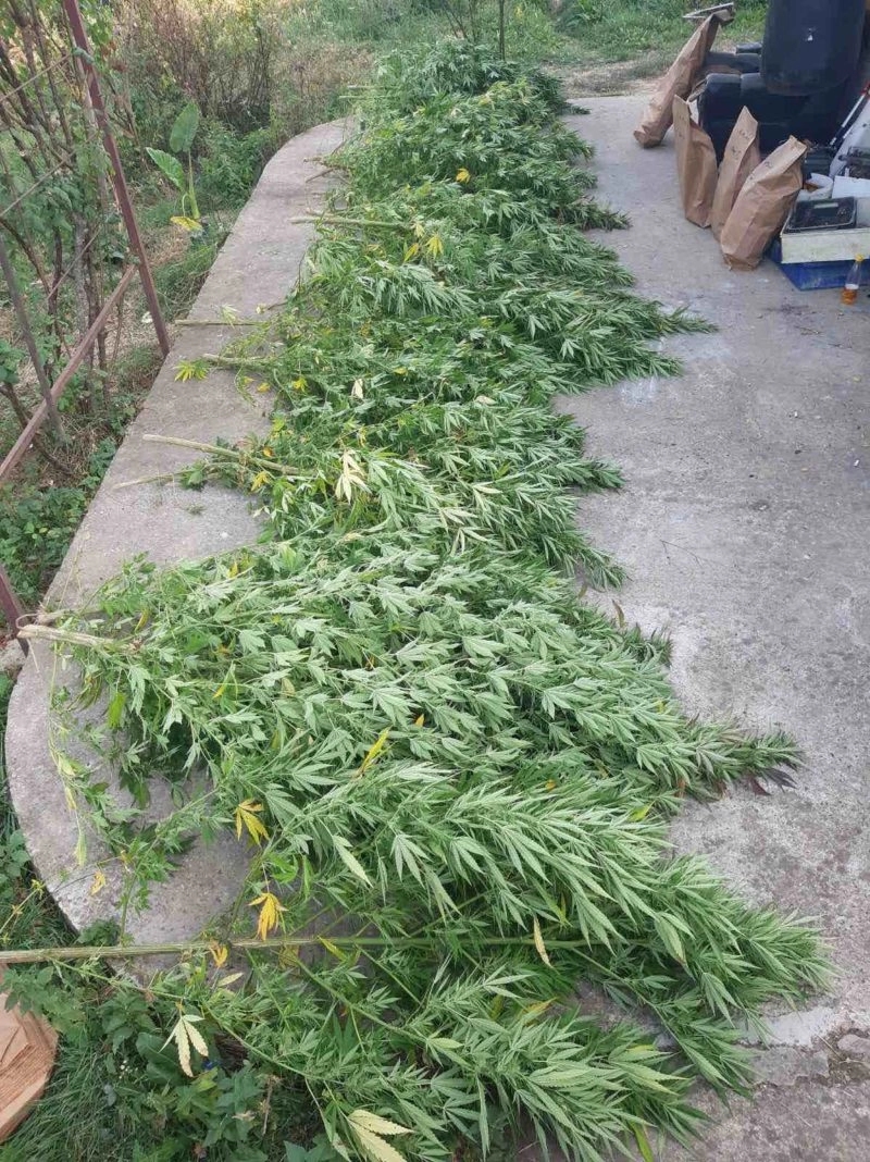 U Banjaluci pronađen zasad indijske konoplje