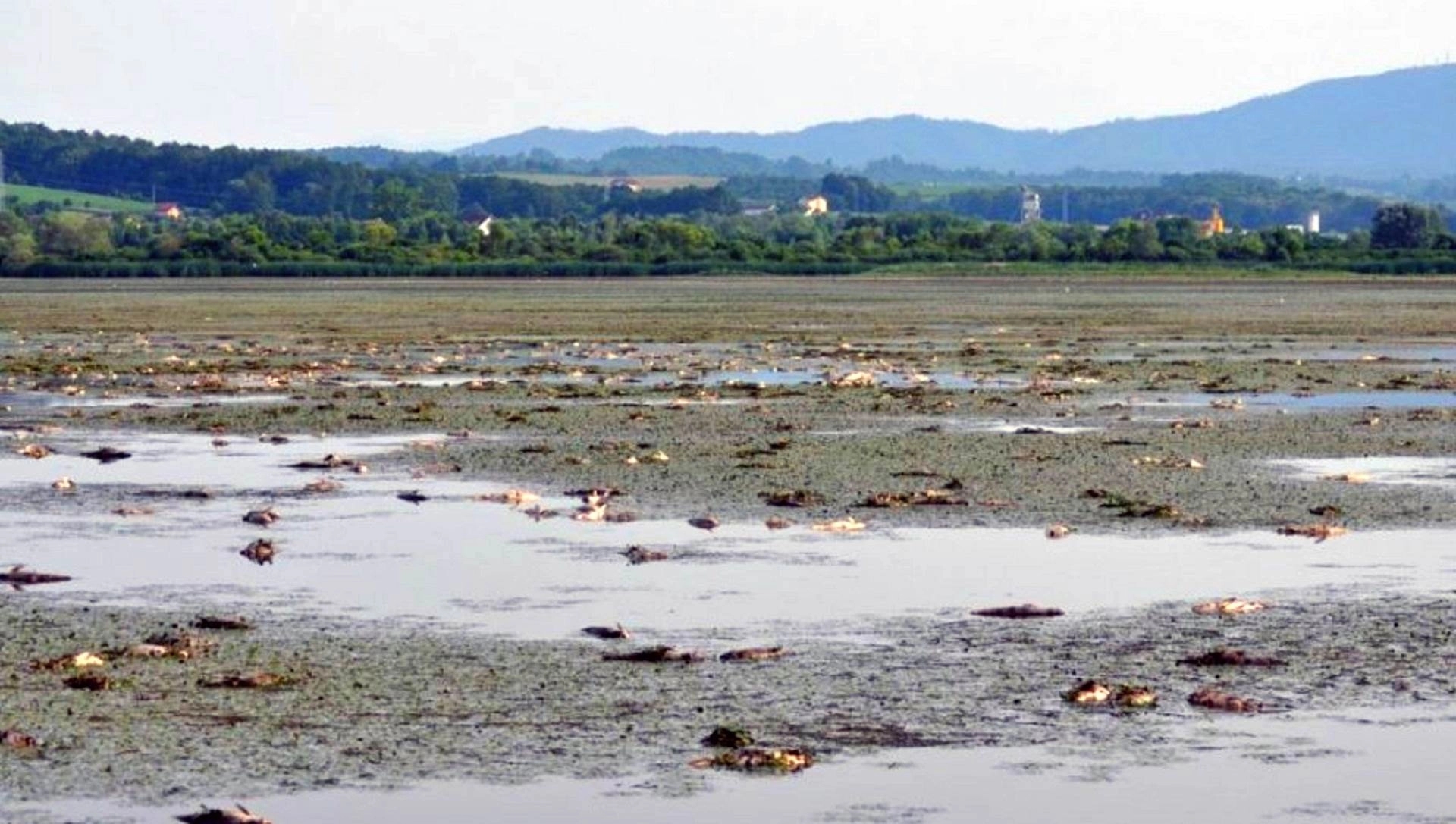 Uginulu ribu odvoze u ponedjeljak