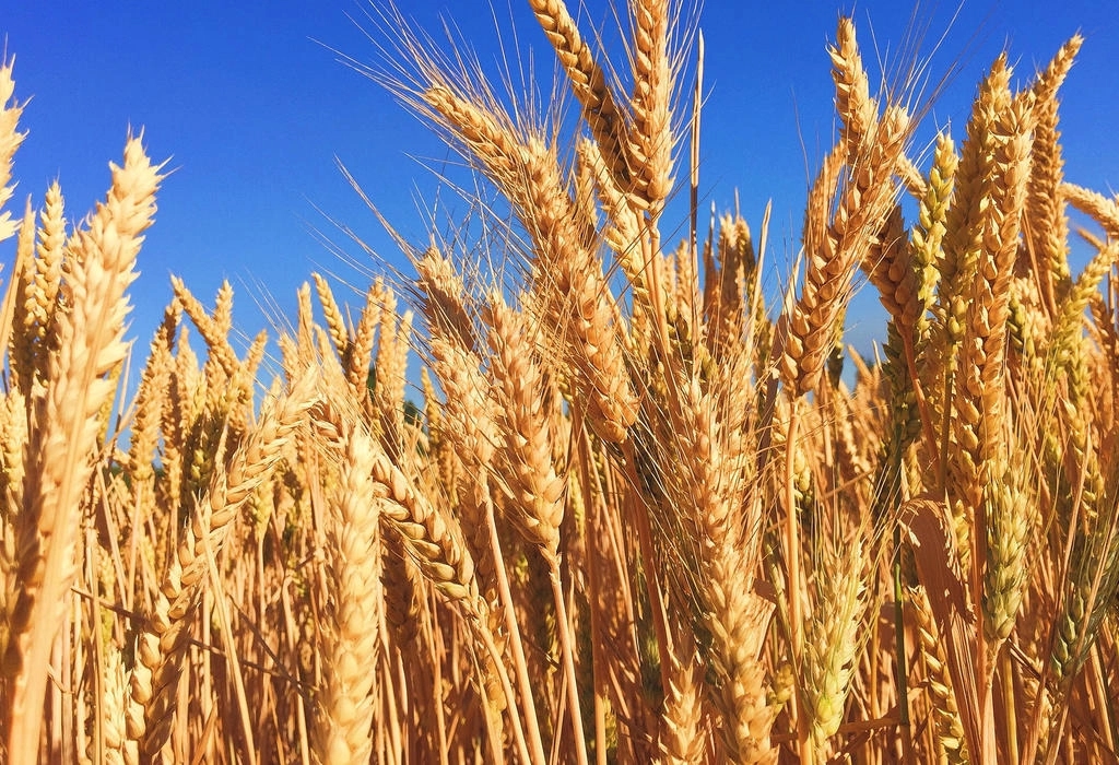Zalihe zaustavljaju veći rast cijena brašna i hljeba