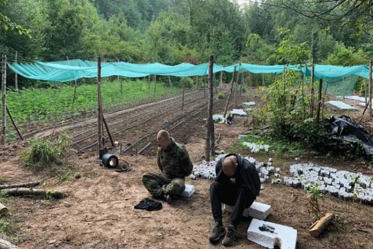 Akcija ” Escobar” otkrila kamp sa oko 6.000 stabljika droge