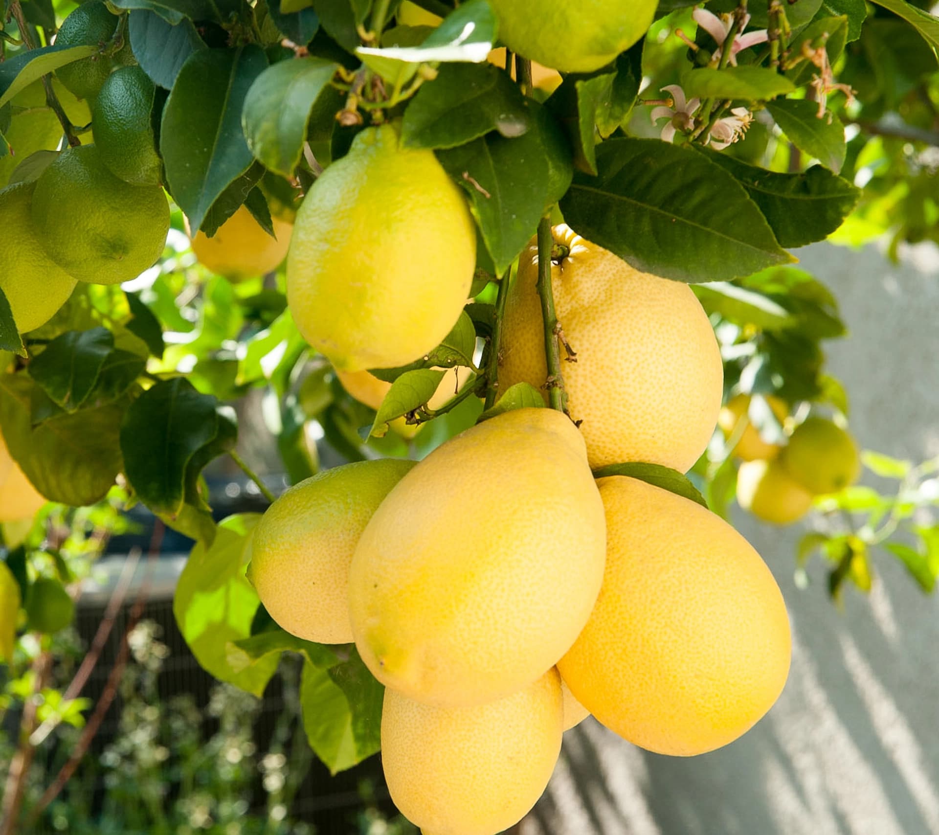 Koje osobe ne bi smjele da konzumiraju limun