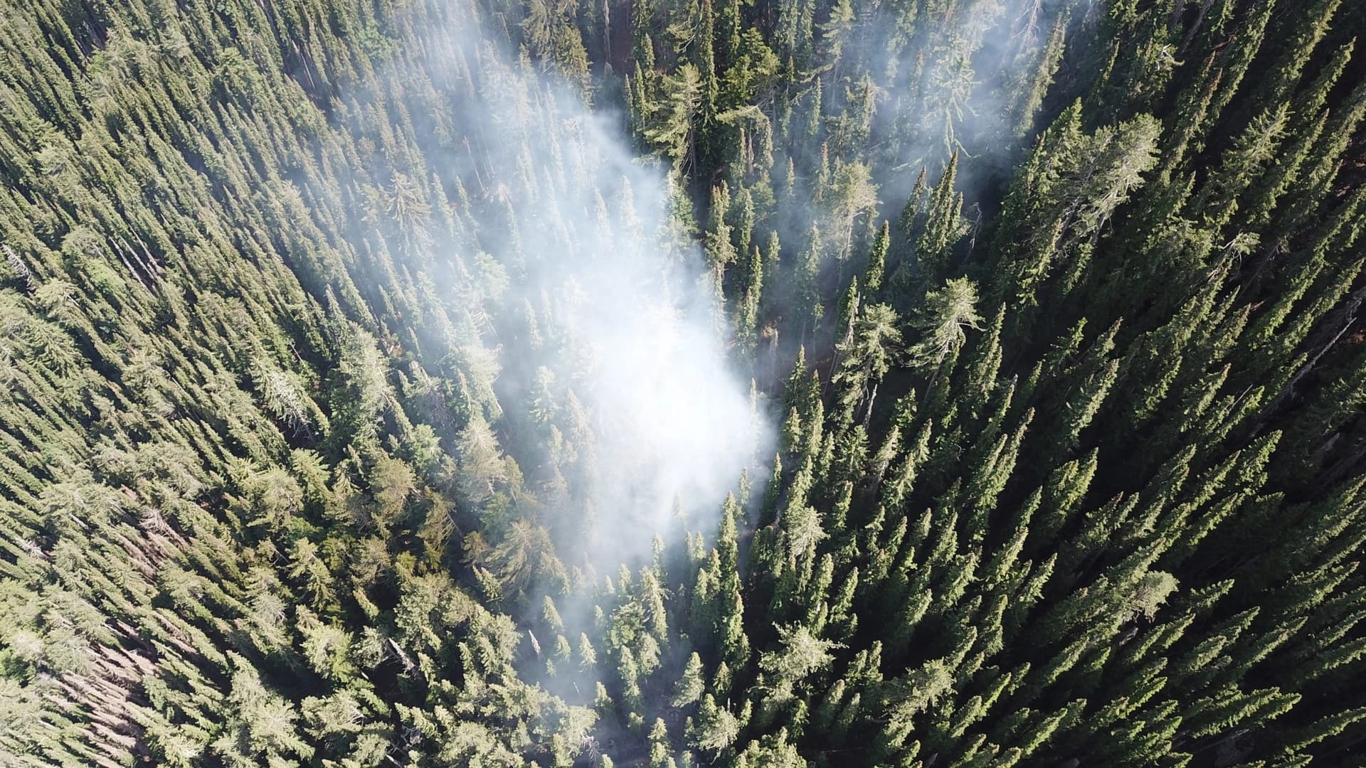 Oko 80 odsto stabala Pančićeve omorike zahvatio požar