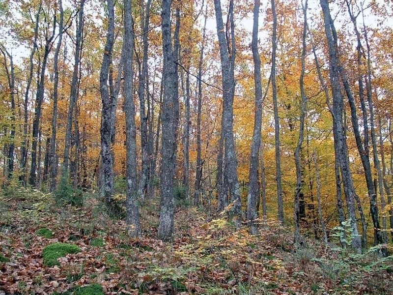 Poginuo prilikom sječe šume
