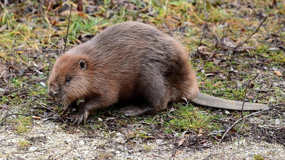 Problemi mještana Krupe na Vrbasu: Dabrovi ruše drveće i uništavaju imovinu