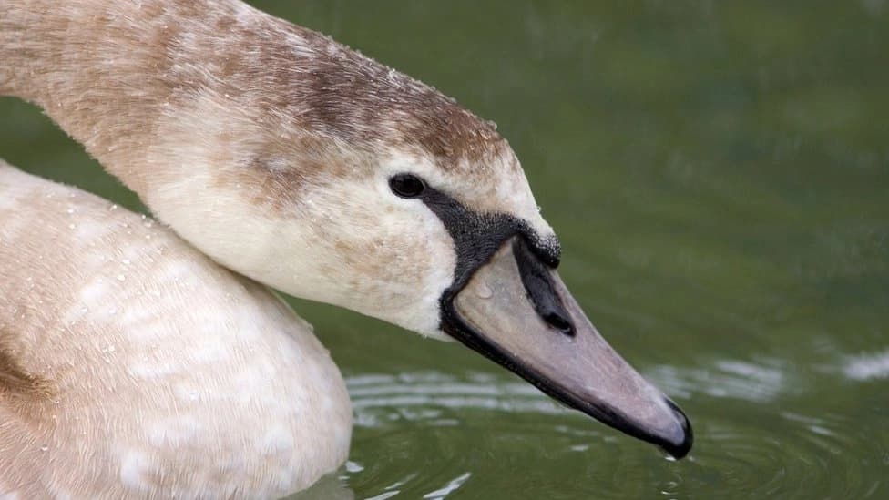 Ptičji grip potvrđen u Republici Srpskoj