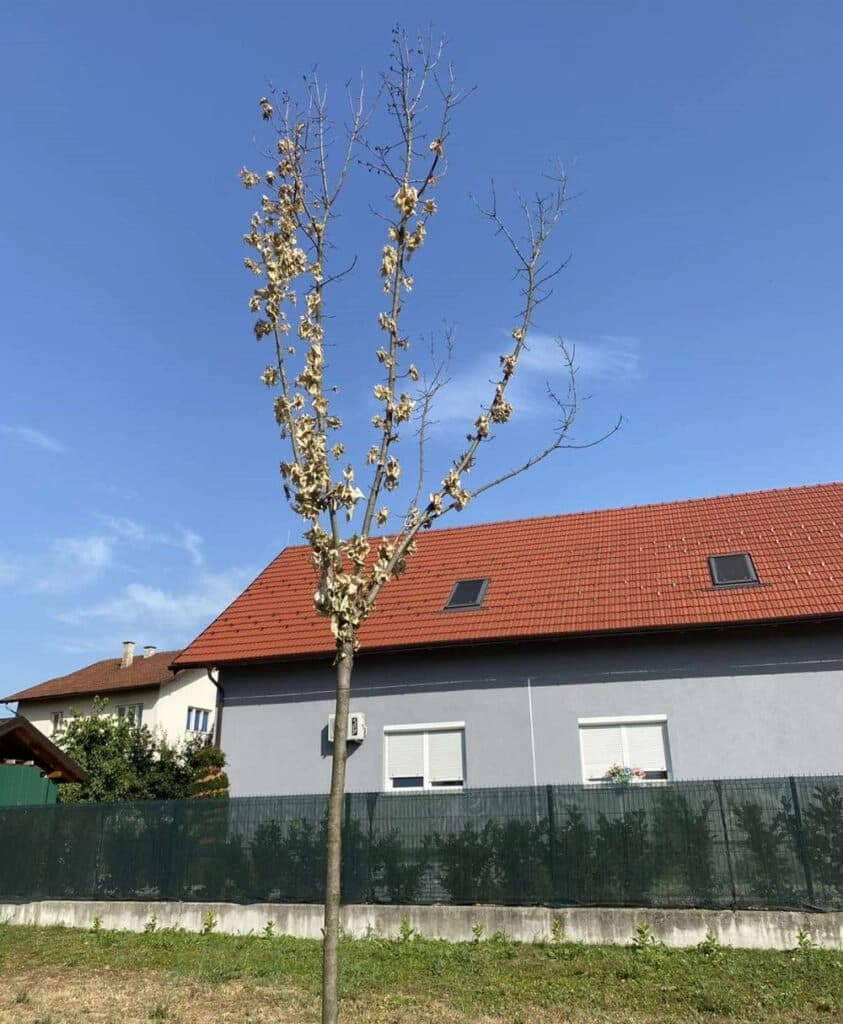 Sadnice se osušile: Tužna slika na banjalučkom tranzitu