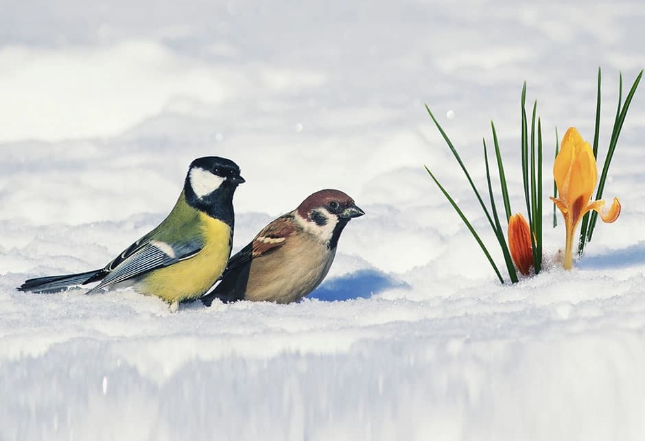 Snijeg zabijelio brojna mjesta u BiH