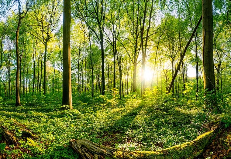 “Šume RS” pored svih problema godinu završavaju u plusu?