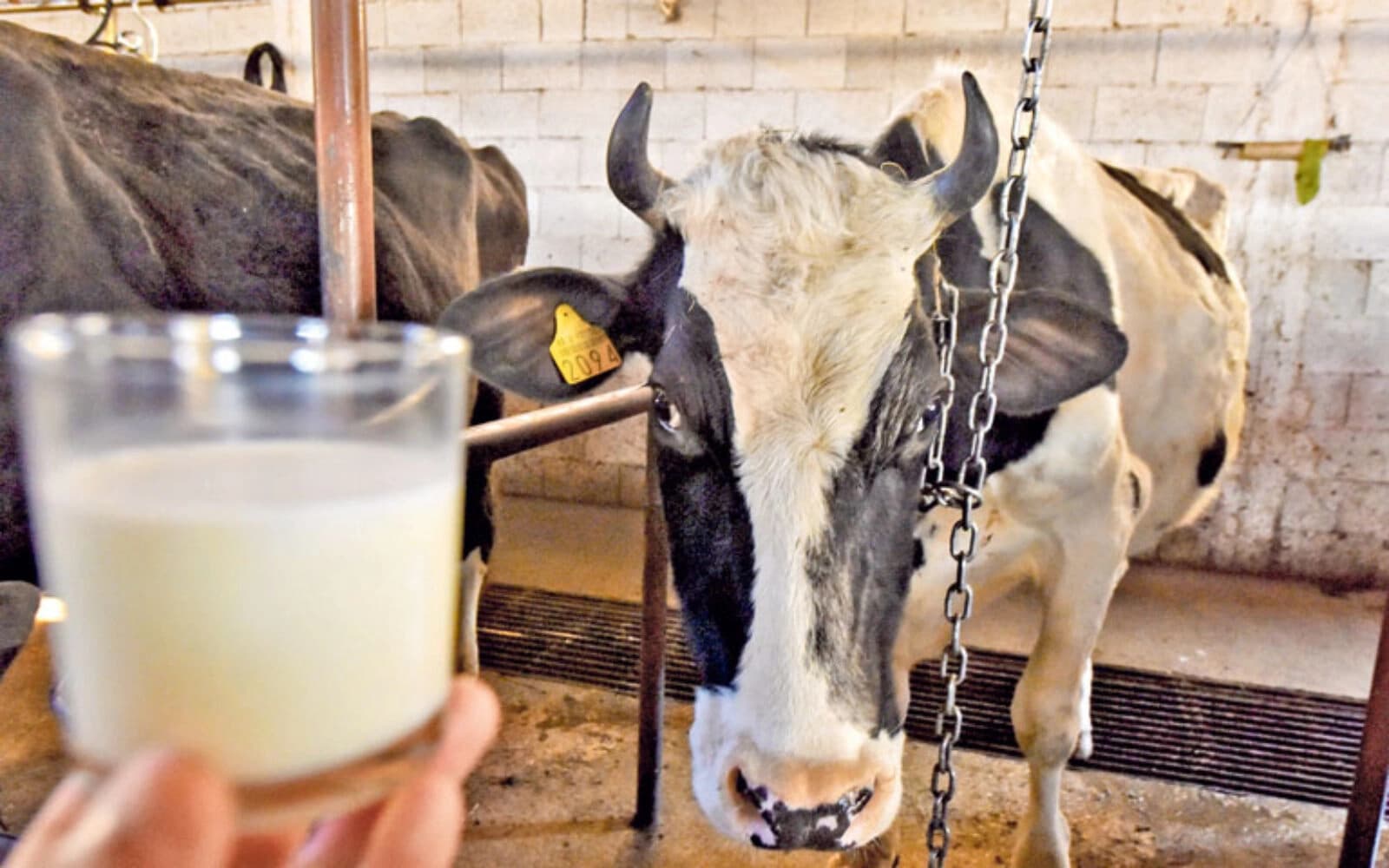 Suša i poskupljenja gase proizvodnju mlijeka