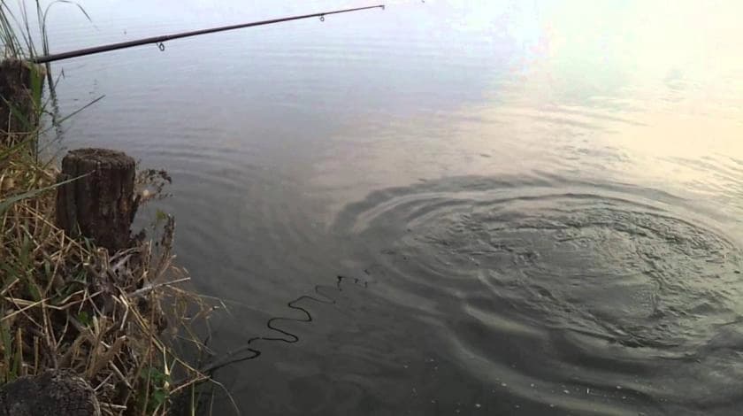 Suša ugrozila riblji svijet