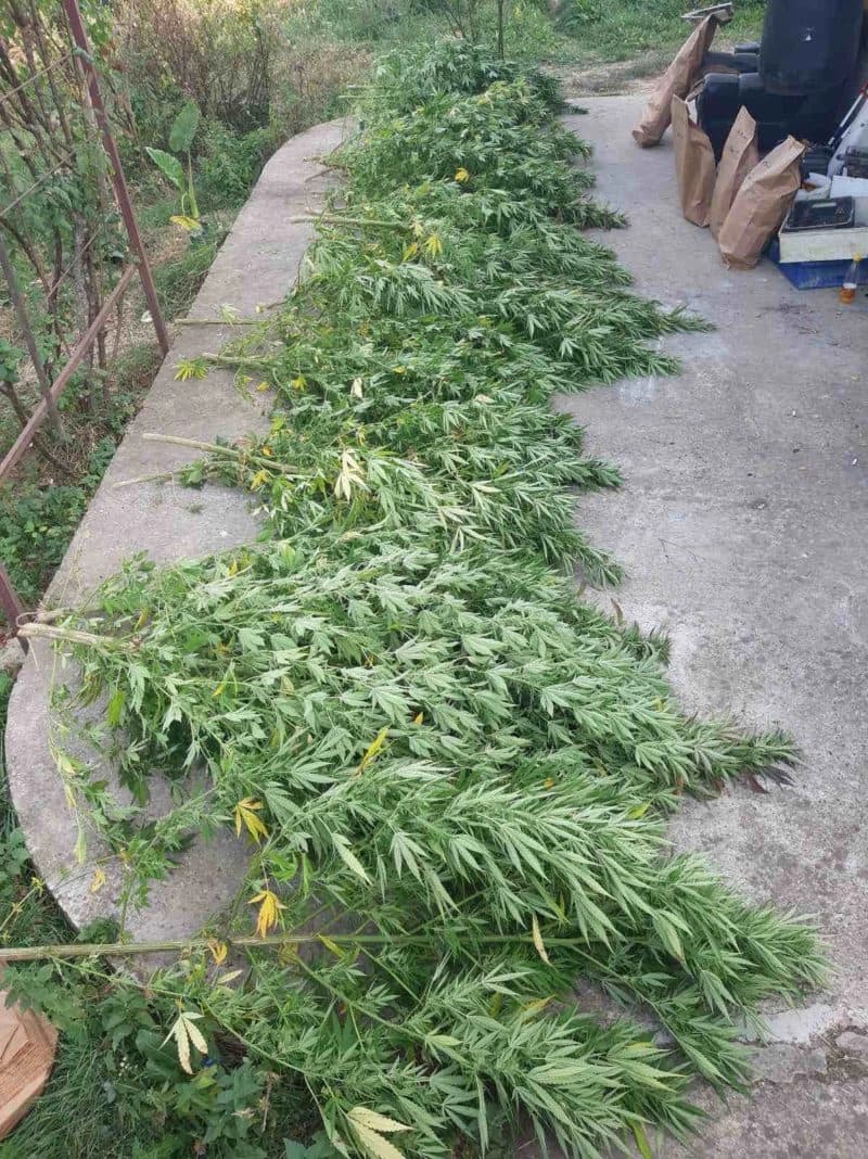 U Banjaluci pronađen zasad indijske konoplje