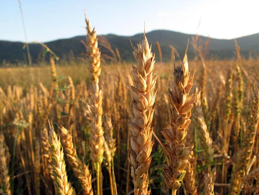 Žetva pšenice u toku, dobar kvalitet i prinos zrna