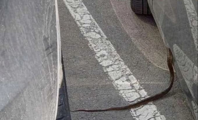 Zmije se primakle kućama, uhvaćene na hvataljku