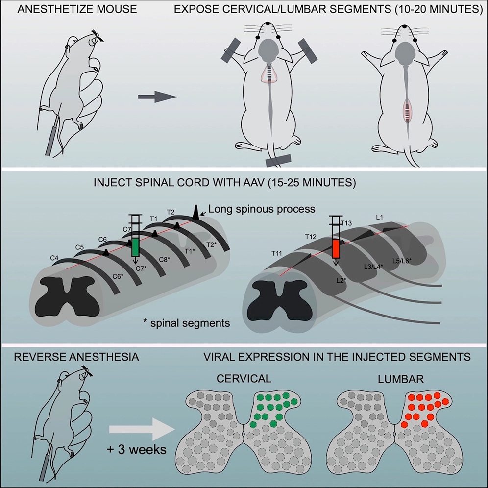 Korak dalje: Naučnici paralizovanim miševima ubrizgali gel u kičmu – prohodali su