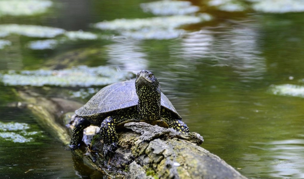 Na području Banjaluke nestaju staništa šarke i barske kornjače