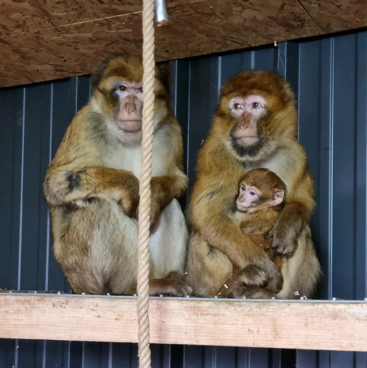Pobjegao majmun iz mini zoološkog vrta na ranču “Aris” u Kozaruši