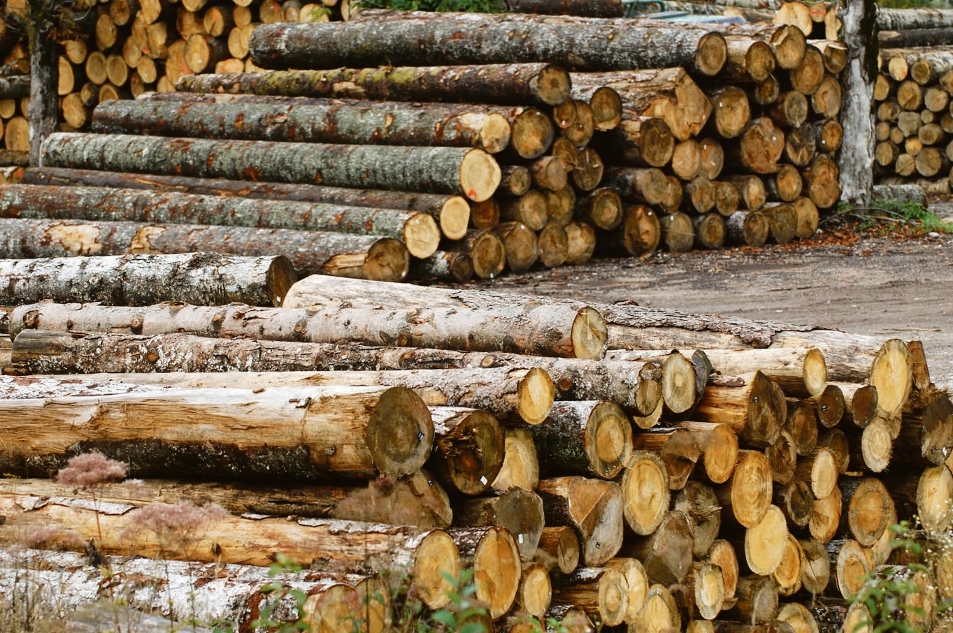 Unija poslodavaca RS: Odluka o zabrani izvoza drveta i peleta proizvešće ogromne probleme