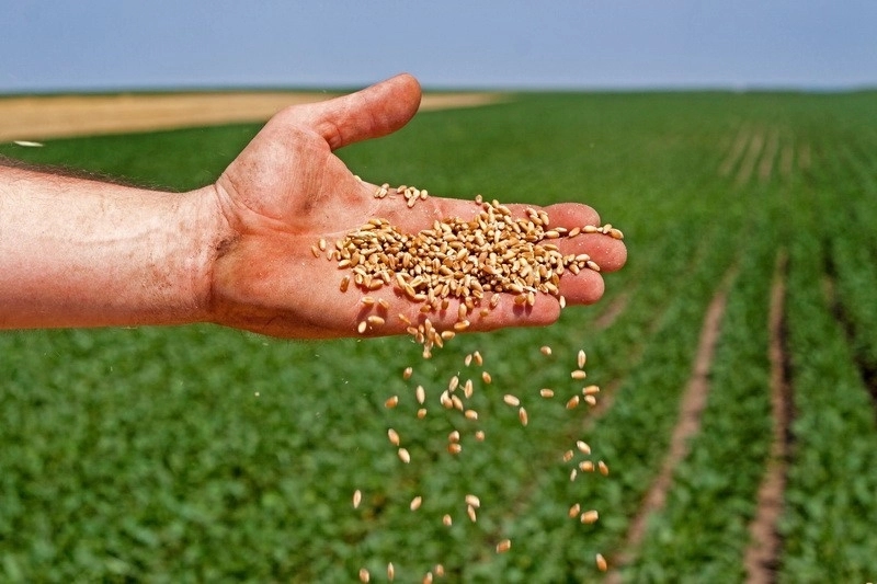 Žetva u RS skoro završena, prosječan prinos šest tona po hektaru